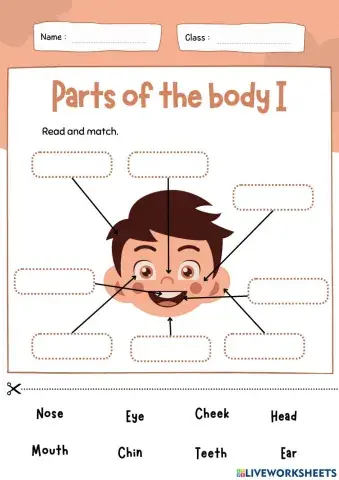 Parts of the body