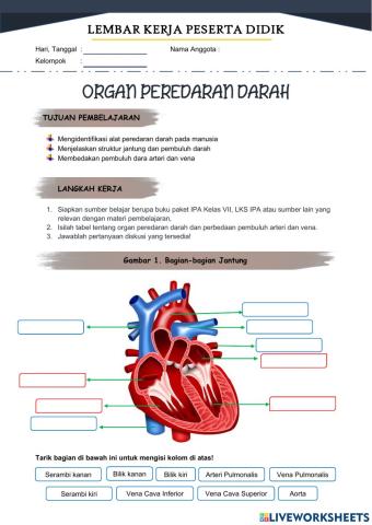 Lkpd organ peredaran darah