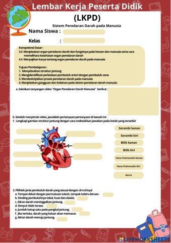 Sistem Peredaran Darah pada Manusia