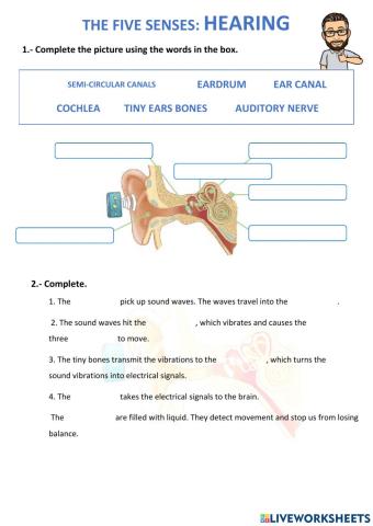 The five senses: Hearing