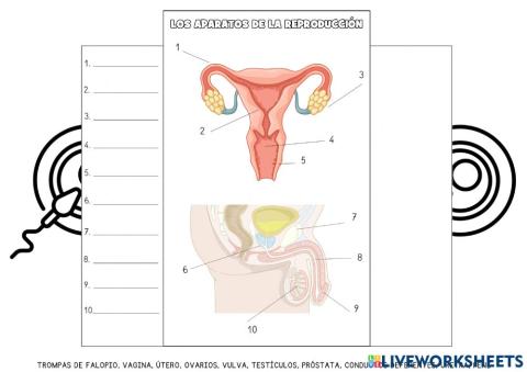 Funcion de reproduccion
