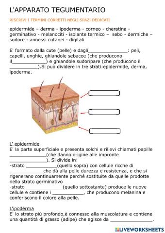 L'apparato tegumentario