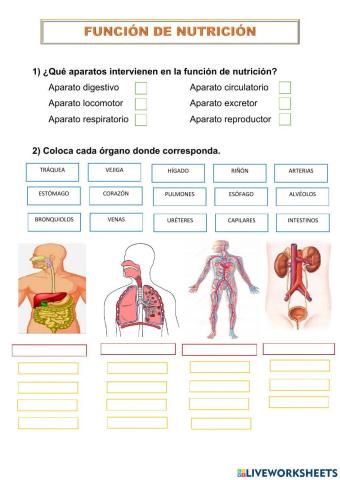 Aparatos de la función de nutrición