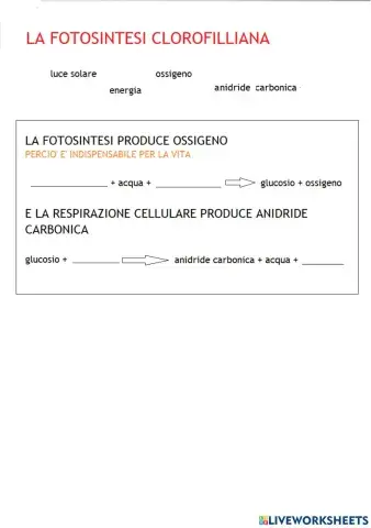 Fotosintesi clorofilliana