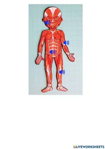 Muscular system