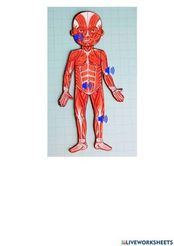 Muscular system