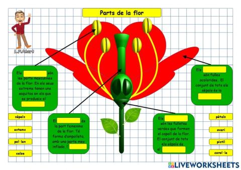 Parts de la flor