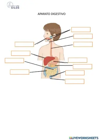 Aparato digestivo