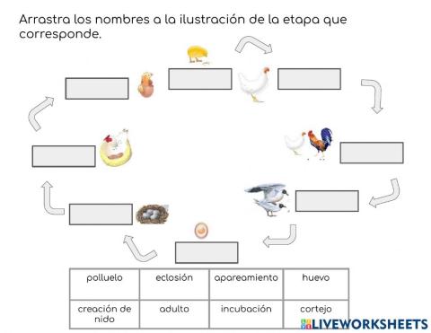 Reproducción de Aves