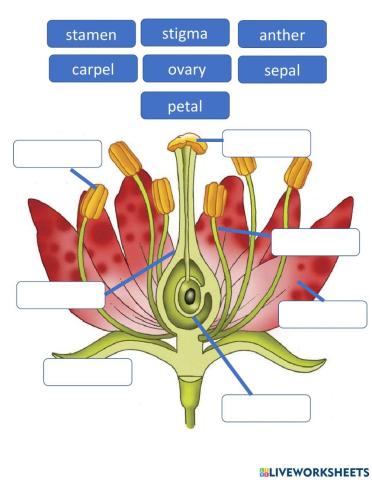 Parts of a flower