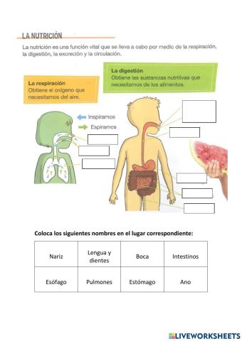 Sistema respiratorio y digestivo