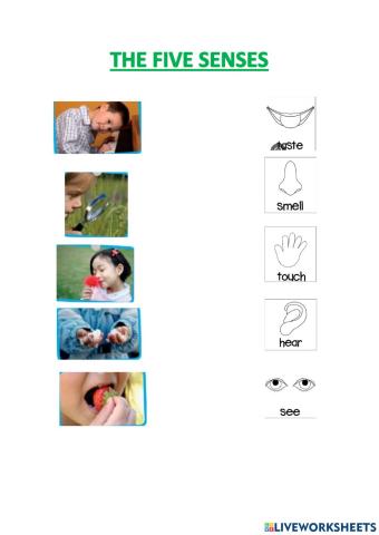 The five senses