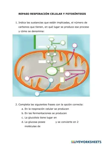 Repaso respiración celular y fotosíntesis