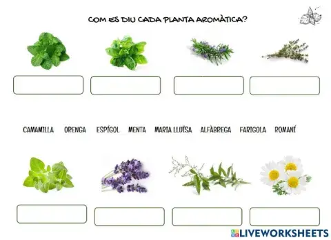 Les plantes aromàtiques