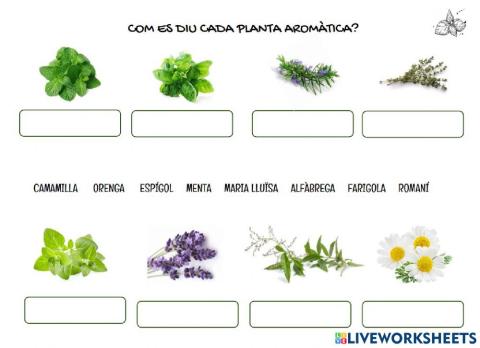 Les plantes aromàtiques