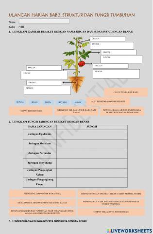 Ulangan struktur & fungsi tumbuhan