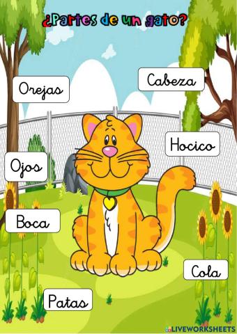 Partes del gato