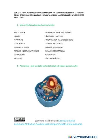 La célula eucariota