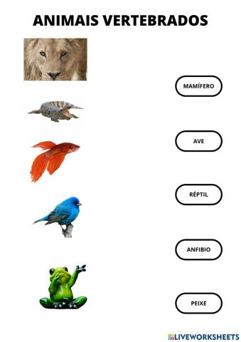 Animais vertebrados