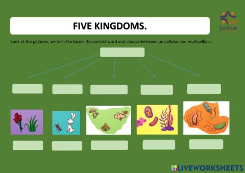 Five kingdoms
