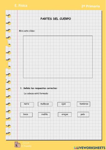 Partes del cuerpo