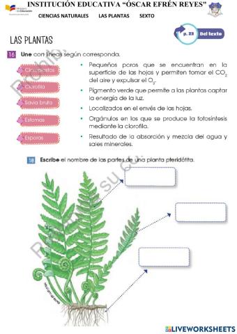 Las plantas