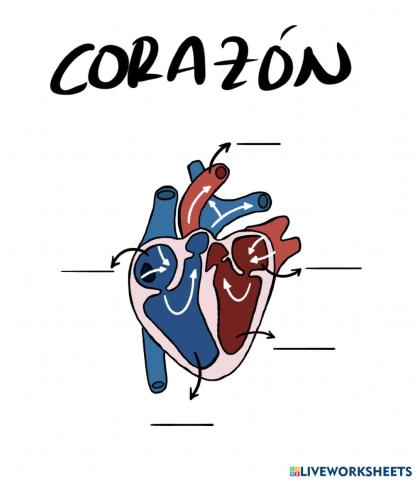 El corazón