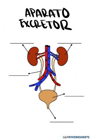 Aparato excretor