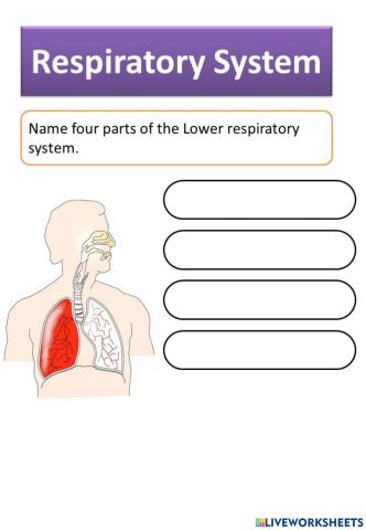 Respiratory System