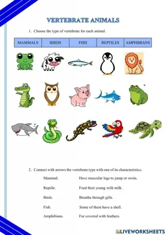 Vertebrate Animals