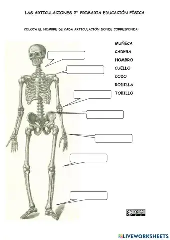Articulaciones