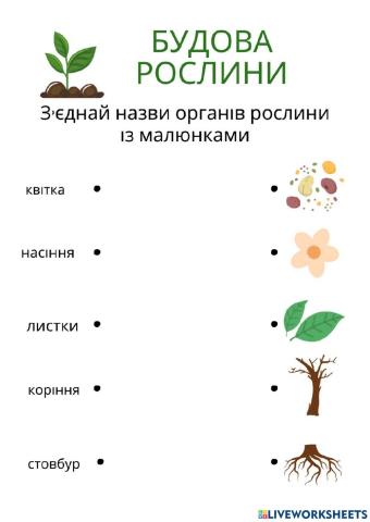 Я досліджую світ. Будова та розвиток рослини.