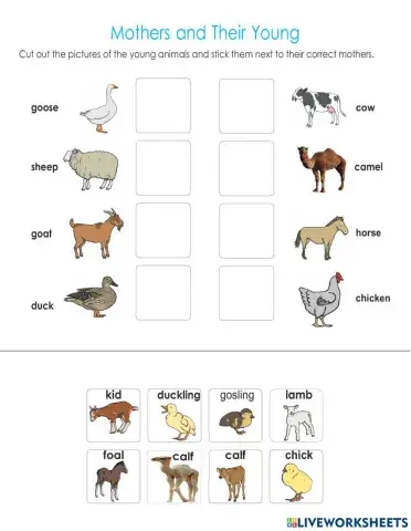 Animals and Their Offspring