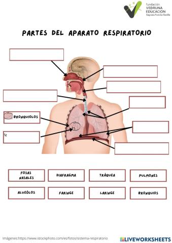 Partes del aparato respiratorio