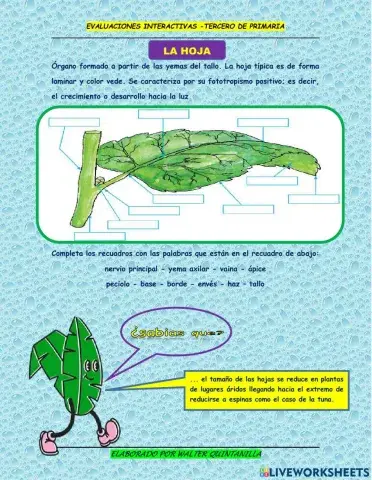 Evaluación de la hoja 