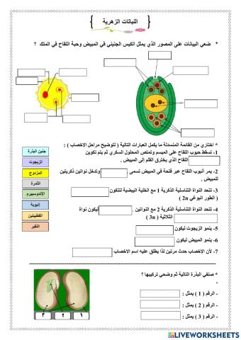 النباتات الزهرية