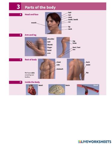 Vocabulary in use- body parts