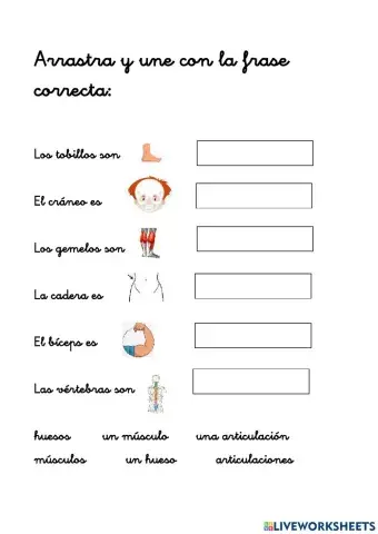 Los huesos y músculos