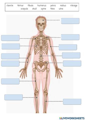 Skeleton - bones 4º