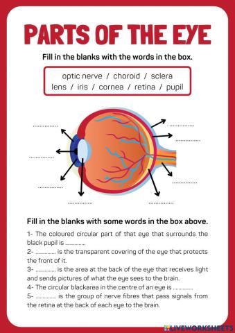 Parts of the Eye