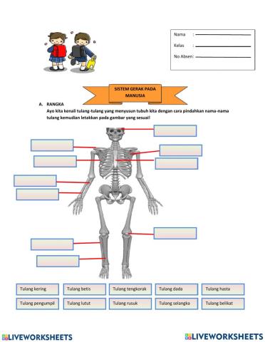 Alat Gerak Pada Manusia