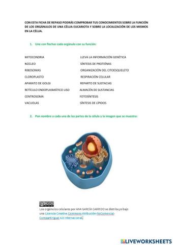 Orgánulos celulares