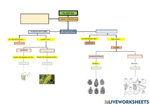 Reino de las plantas