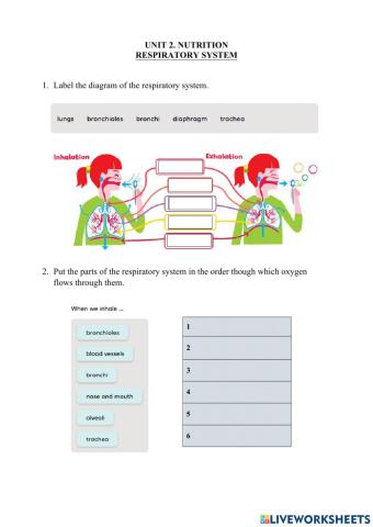 2.4. Nutrition. Respiratory System + First Aid