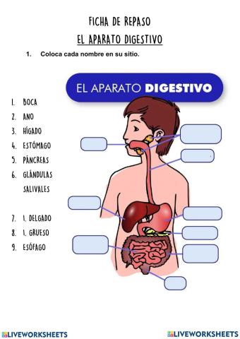 El aparato digestivo