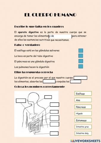 Sistema digestivo y respiratorio