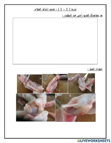 تجربة فحص ارتباط العظام