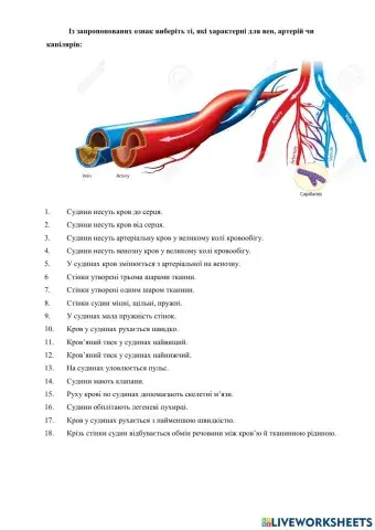 Серцево-судинна система