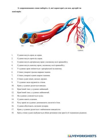 Серцево-судинна система