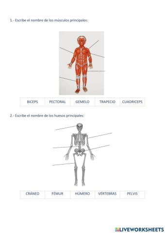 Daniel ferrer huesos musculos